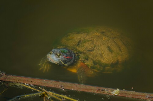 Ảnh của Rùa tai đỏ