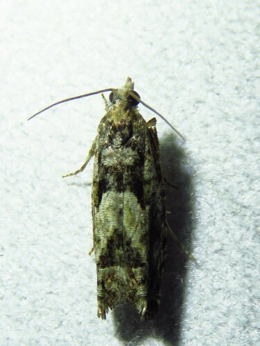 Pseudexentera hodsoni