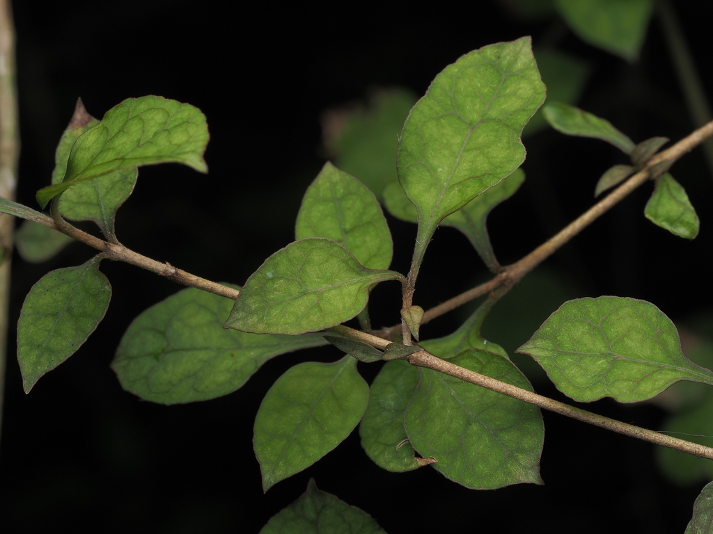 thin leaved coprosma