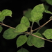 Coprosma areolata - Photo (c) Saryu Mae,  זכויות יוצרים חלקיות (CC BY), הועלה על ידי Saryu Mae