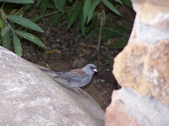 Junco hyemalis caniceps