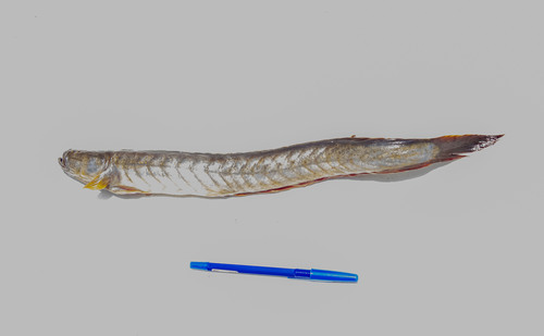 Peruvian eelgoby (Gobioides peruanus) — Gobiidae — 4