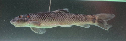 Dembecha-zuigbarbeel (Garra dembecha) — Cyprinidae