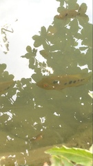 Amphilophus trimaculatus