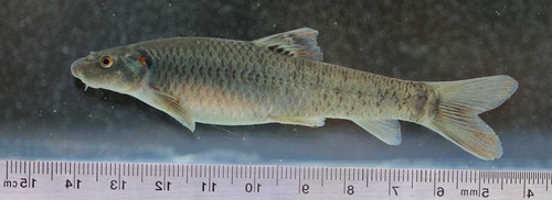 Dembecha garra (Garra dembecha) — Cyprinidae — 2
