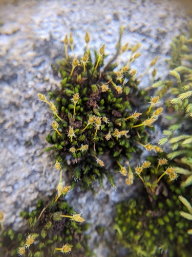 Image of Ulota hutchinsiae by (c) Scarlett S., some rights reserved (CC BY)