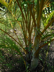 Dypsis lutescens