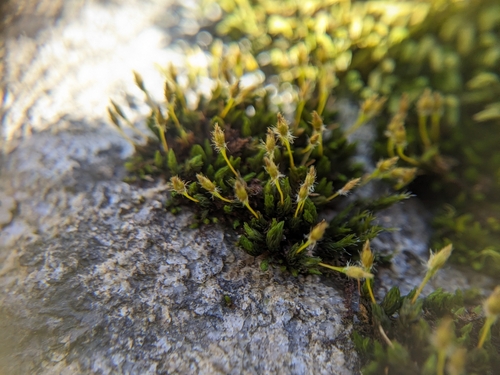 Image of Ulota hutchinsiae by (c) Scarlett S., some rights reserved (CC BY)