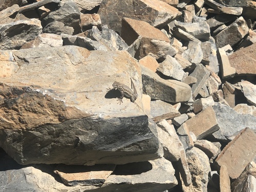 iNaturalist observation photo of Common Side-blotched Lizard