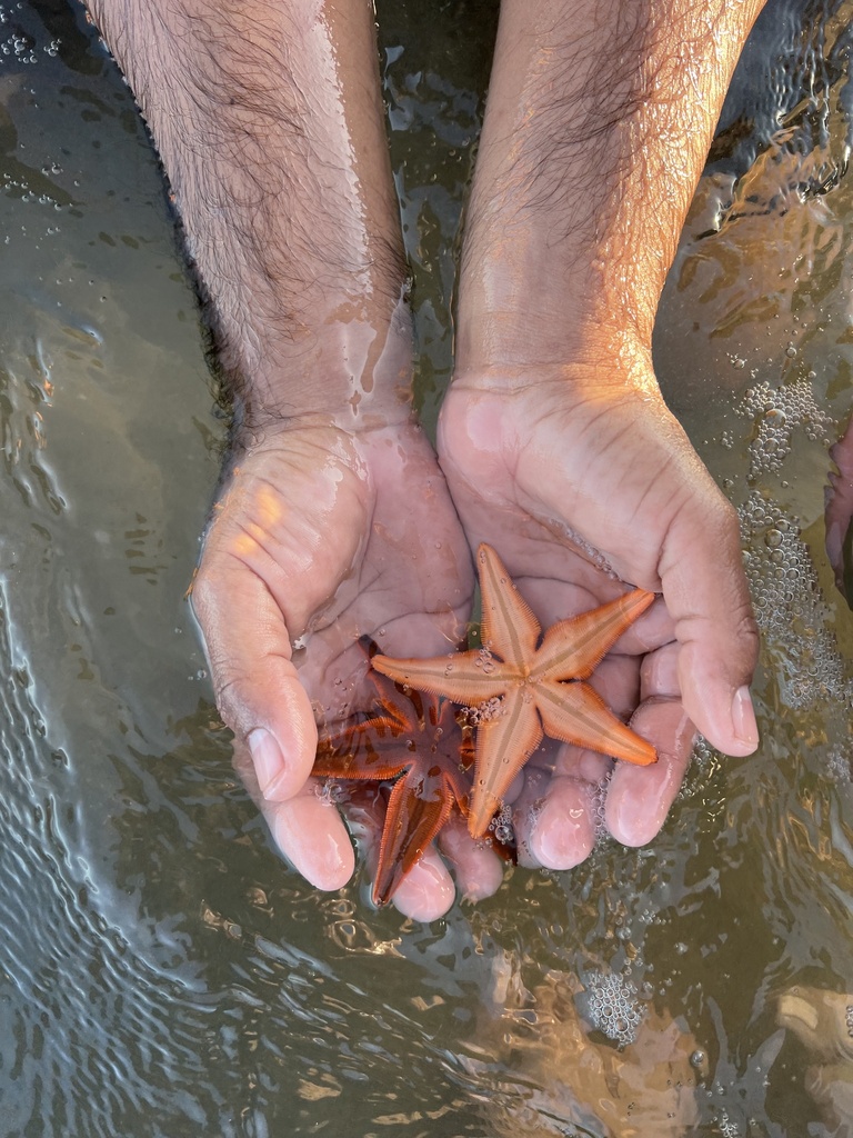 Luidia latiradiata