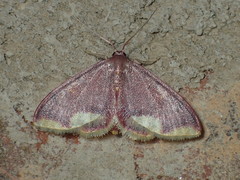 Lophosis labeculata