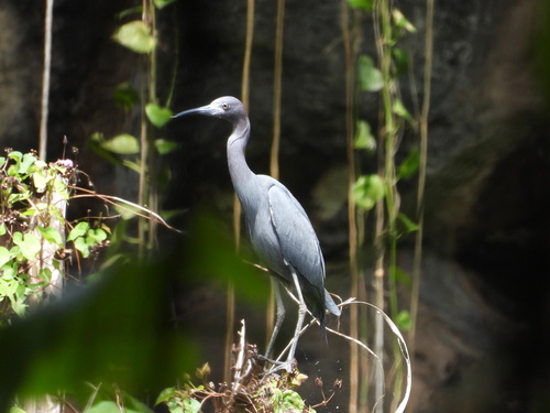 Garceta azul