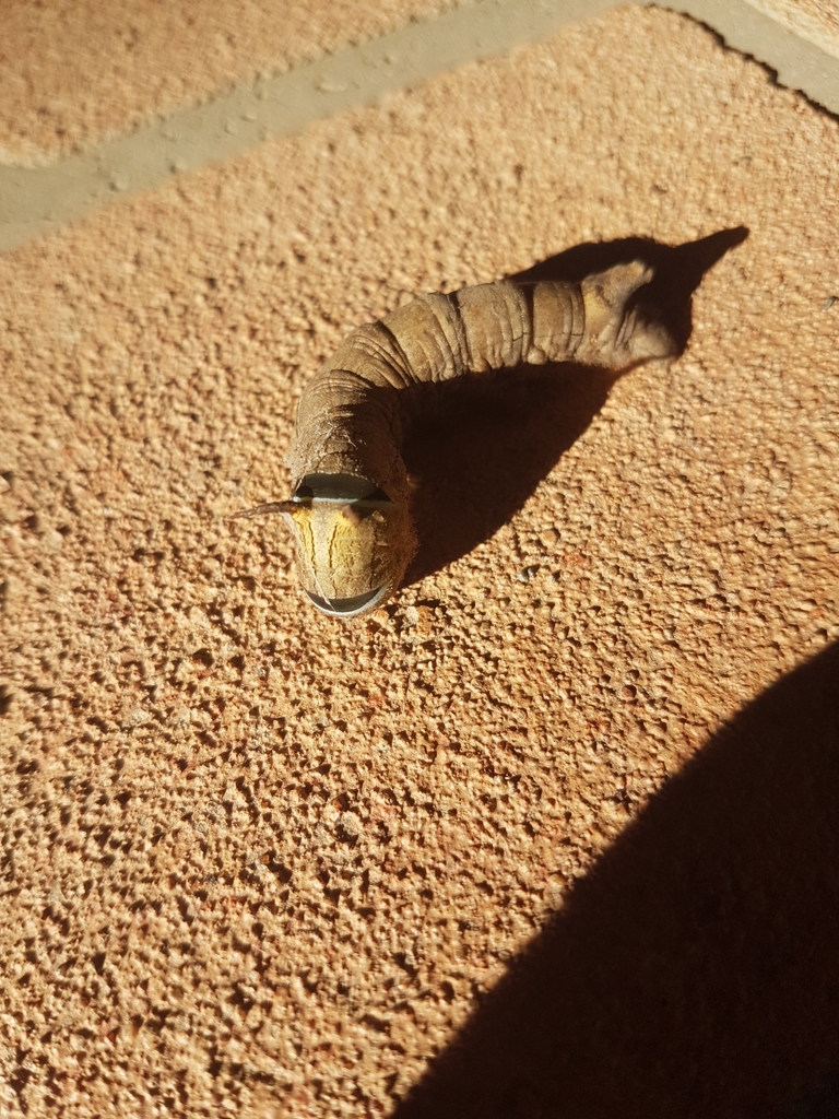 Gum Snout Moth from Burra NSW 2620, Australia on March 21, 2024 at 0514 PM by Lee A