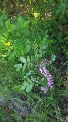 Wisteria floribunda