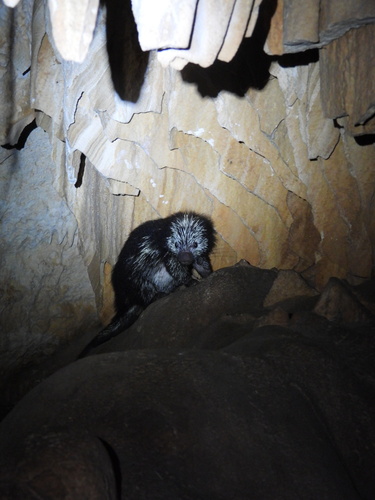 Mexican Hairy Dwarf Porcupine