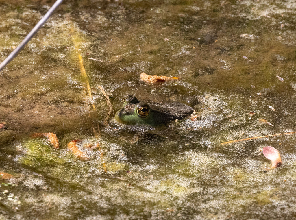 American Bullfrog from Driveway Bladen County, NC, USA on March 21 ...