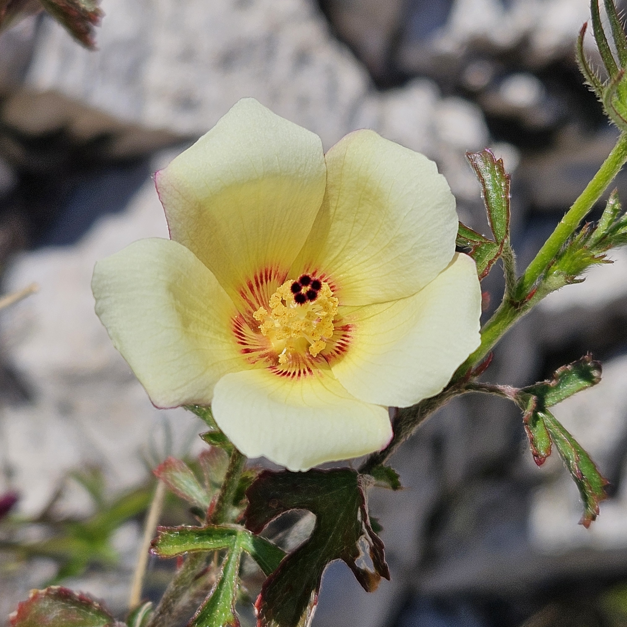 Hibiscus coulteri