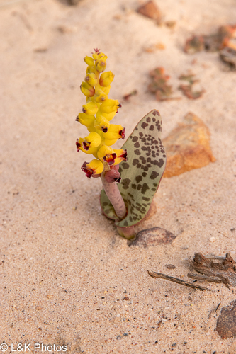Lachenalia karoopoortensis