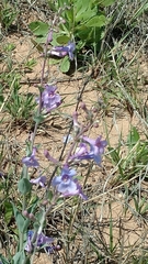 Penstemon fendleri
