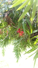 Calycolpus moritzianus