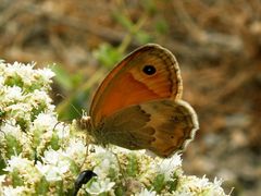 Coenonympha thyrsis