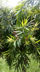 Calycolpus moritzianus