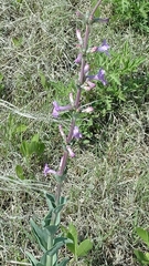 Penstemon fendleri