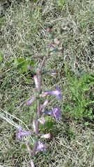 Penstemon fendleri