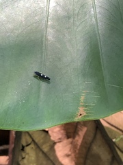 Pachitea subflava
