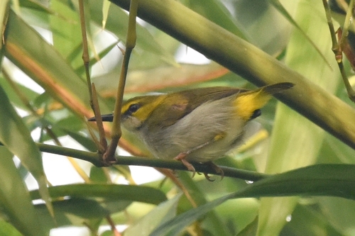 iNaturalist image