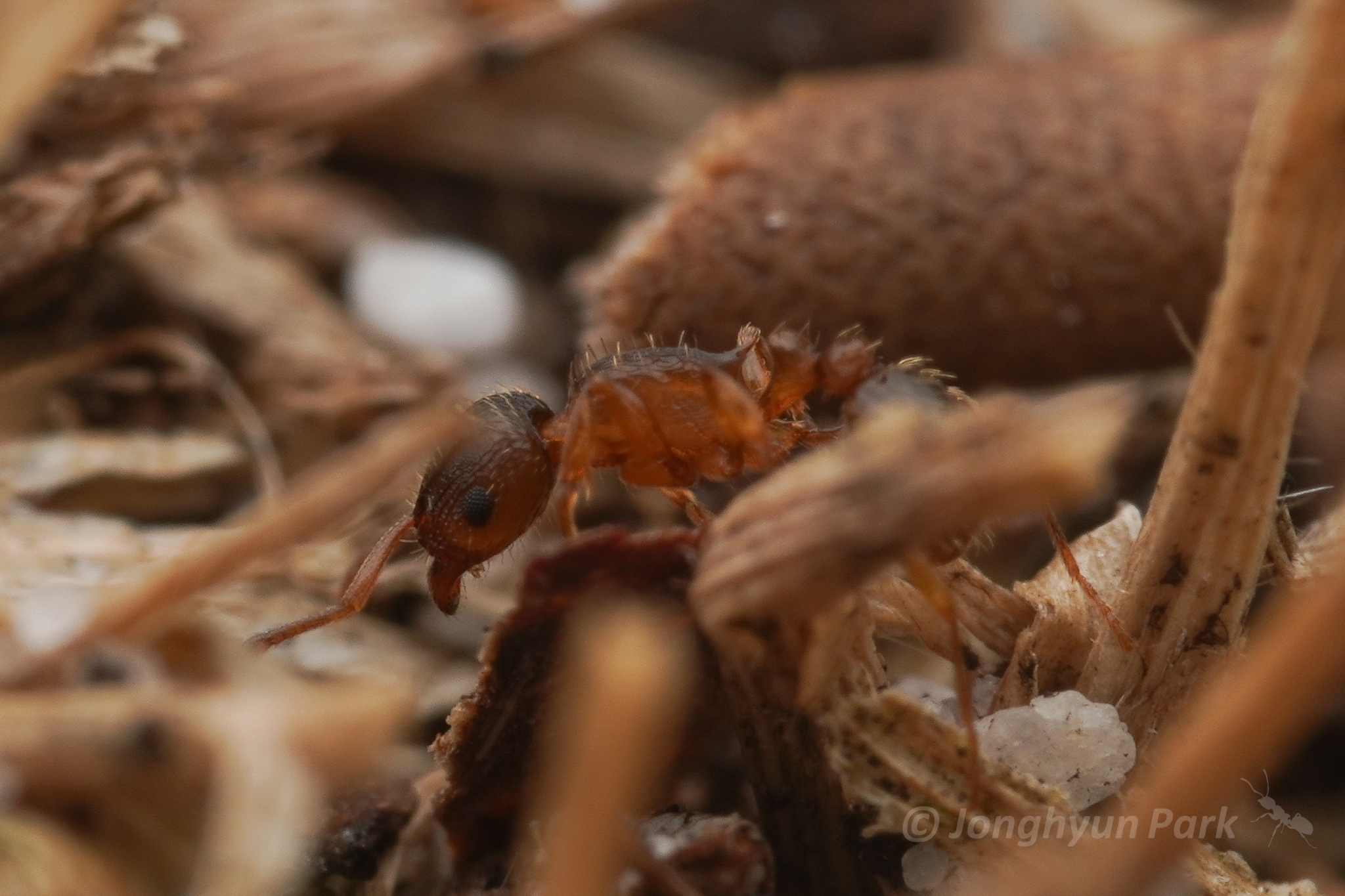 Tetramorium frigidum