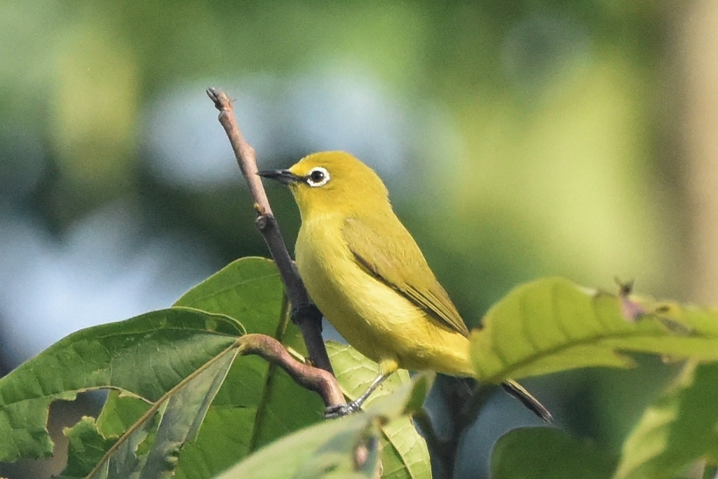Northern Yellow White-eye photo