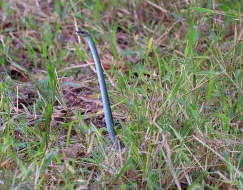 Common Tree Snake sighting