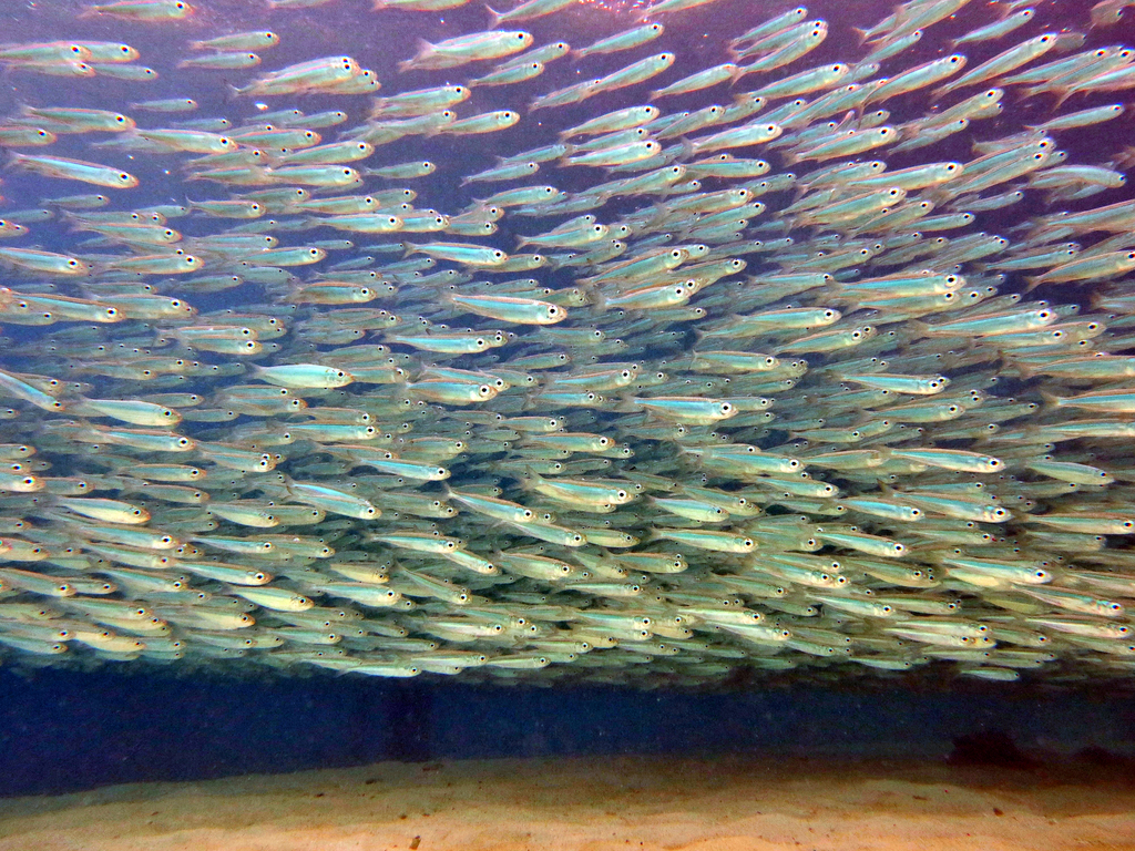 Hardyhead Silverside