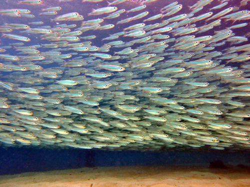 Hardyhead Silverside