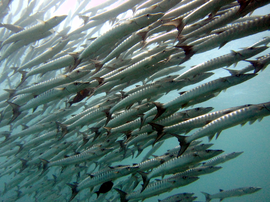 chevron barracuda