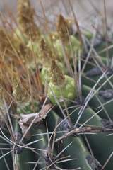 Ferocactus echidne