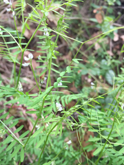 Vicia hirsuta