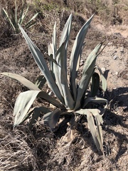 Agave beauleriana