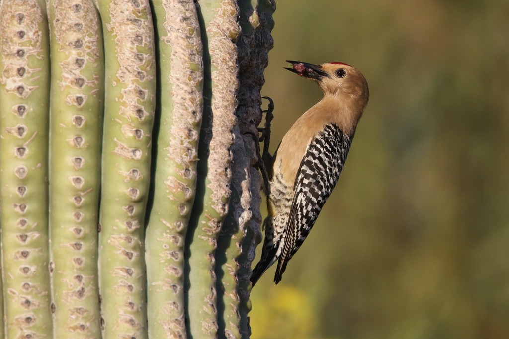 Gila Woodpecker (Woodpeckers of the US) · iNaturalist