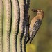 Gila Woodpecker - Photo (c) Andy Bridges, some rights reserved (CC BY-NC), uploaded by Andy Bridges
