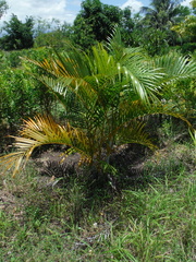 Dypsis lutescens
