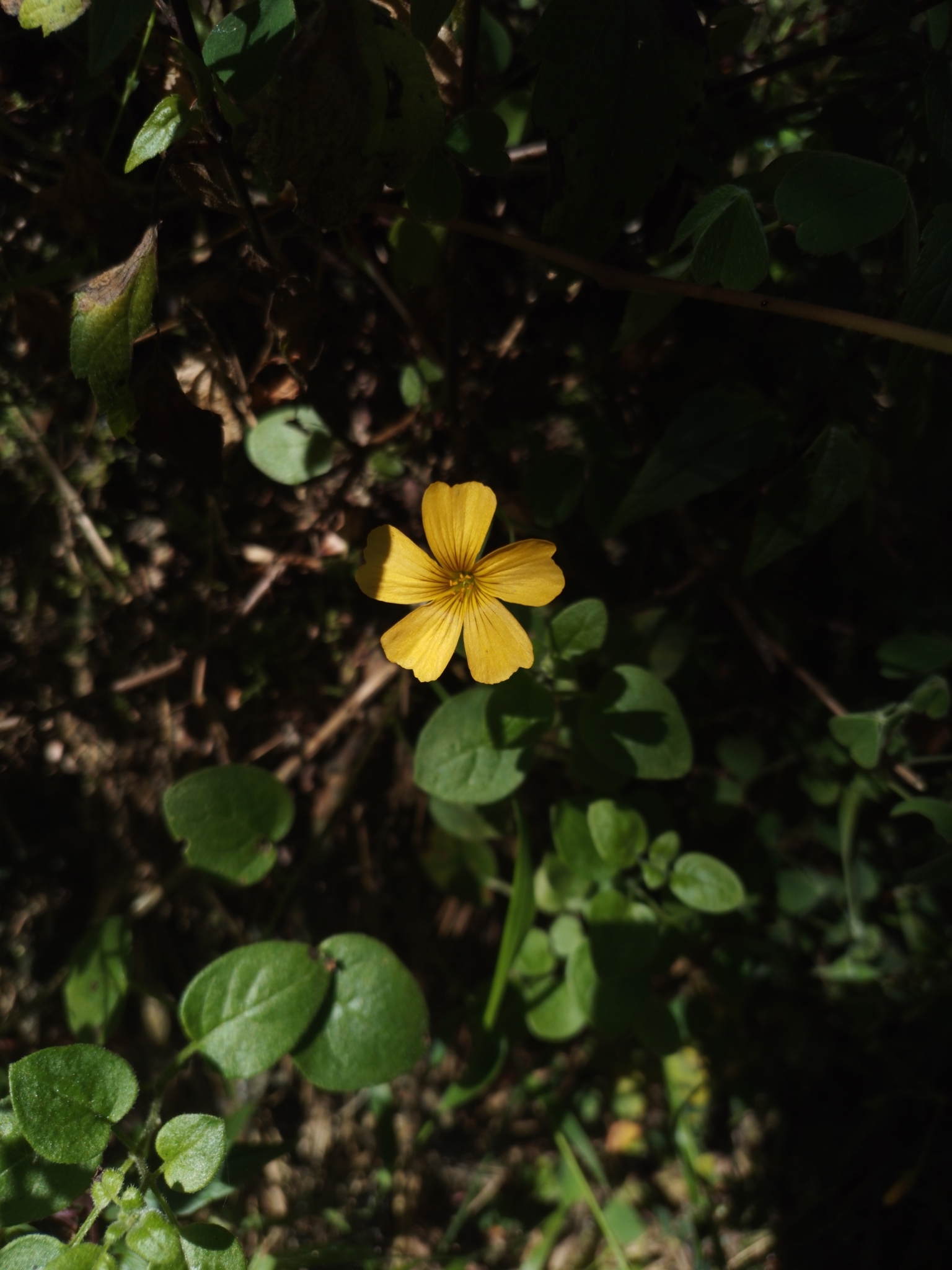 Imagem de Trevo-amarelo