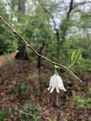 Styracaceae