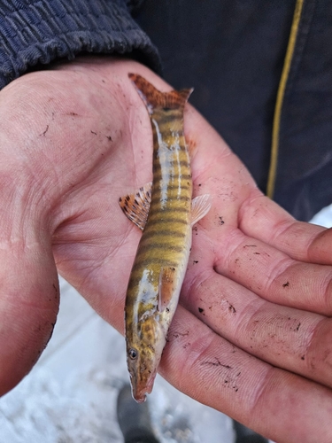 Parabotia mantschuricus