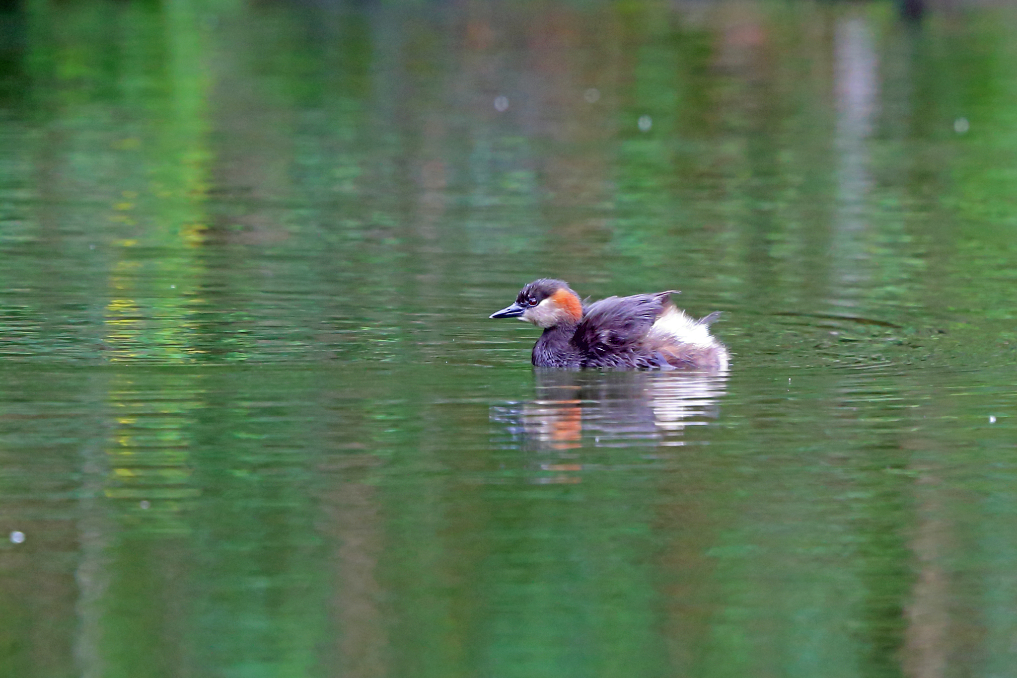 Madagascar Grebe (Tachybaptus pelzelnii)