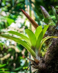Tillandsia multicaulis