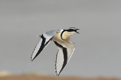 Egyptian Plover photo 3