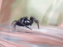 Metaphidippus manni