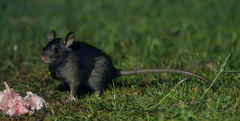 Black Rat photo 2